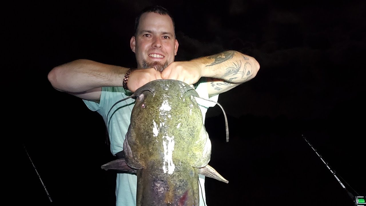 BIG Flathead catfish on cut bait 