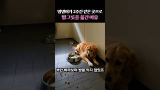 2주간 같은 곳으로 밥그릇을 옮긴 이유 #감동 #감동사연