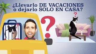 ¿Llevarte a tu GATO si te vas DE VIAJE, dejarlo SOLO EN CASA o mejor con OTRA PERSONA?