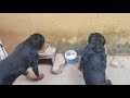 Rottweiler comendo