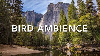 Nature Ambience | Sound Effect (Copyright Free)