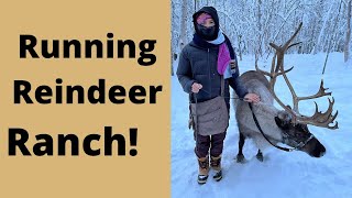 Running Reindeer Ranch in Fairbanks, Alaska
