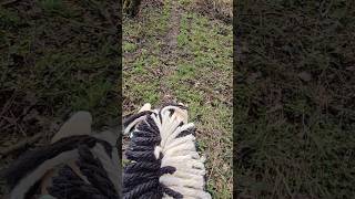 | ❣️Let's fetz❣️ | #hobbyhorsing #hobbyhorse #hobbyhorsecomunity #horse #viral #shorts #love #galop