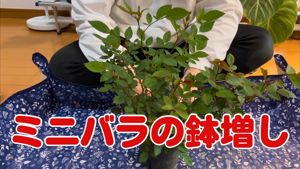 ミニバラの植え替え鉢増し 土がすぐに乾いちゃうので - YouTube