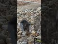 Tasmanian devil tearing up a dead bird