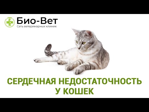 Видео: Сердечная недостаточность, застойная (левосторонняя) у кошек