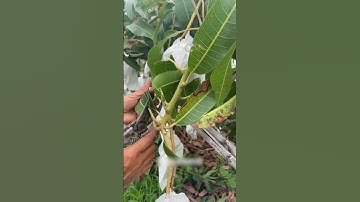 Mango Tree Pruning for Better Yield | Smart Farming Techniques"