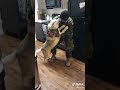 Huskies Can't Contain Excitement When Owner Returns From Military Deployment
