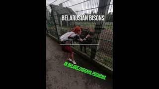 Beloveshskaya Pushcha National Park Belarus Famous Places