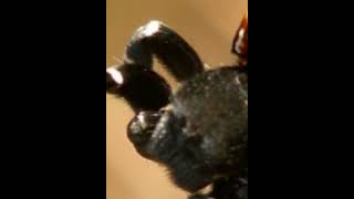 Types of spiders#ladybird spider#science