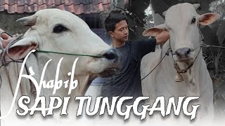 SAPI TUNGGANG GUANTENG POLL | sapi putih ganteng #sapitunggang #sapijumbo #sapipo