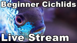Download Lagu Great Beginner Cichlids! Download Lagu Great Beginner Cichlids!