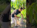 من غشنا فليس منا اتحضر للاخضر اكسبلور نباتي زراعة من غشنا فليس منا اتحضر للاخضر اكسبلور نباتي زراعة