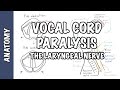 Laryngeal Nerve Palsy or Paralysis (Anatomy, physiology, classification, causes, pathophysiology)