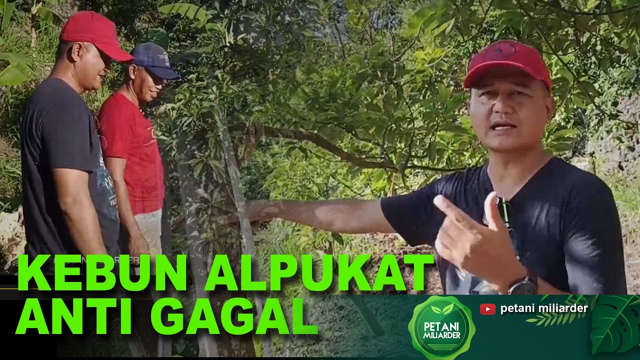 KEBUN ALPUKAT ANTI GAGAL - PETANI MILIARDER
