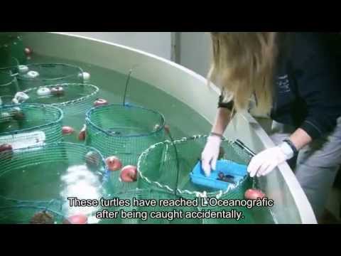 Flash I+D [30] Acoustic detection of sea turtles [14-04-2015] ENG Subtitles