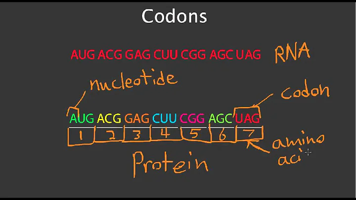 Codons