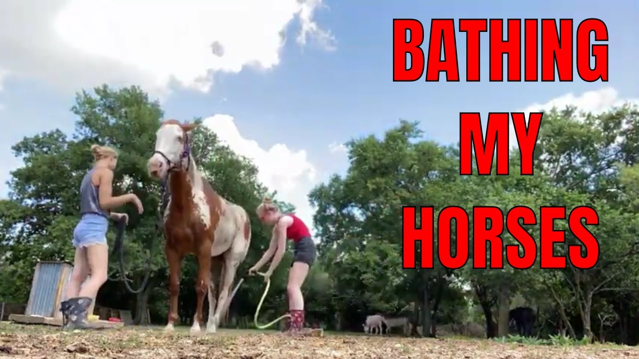 Bathing My Horses YouTube