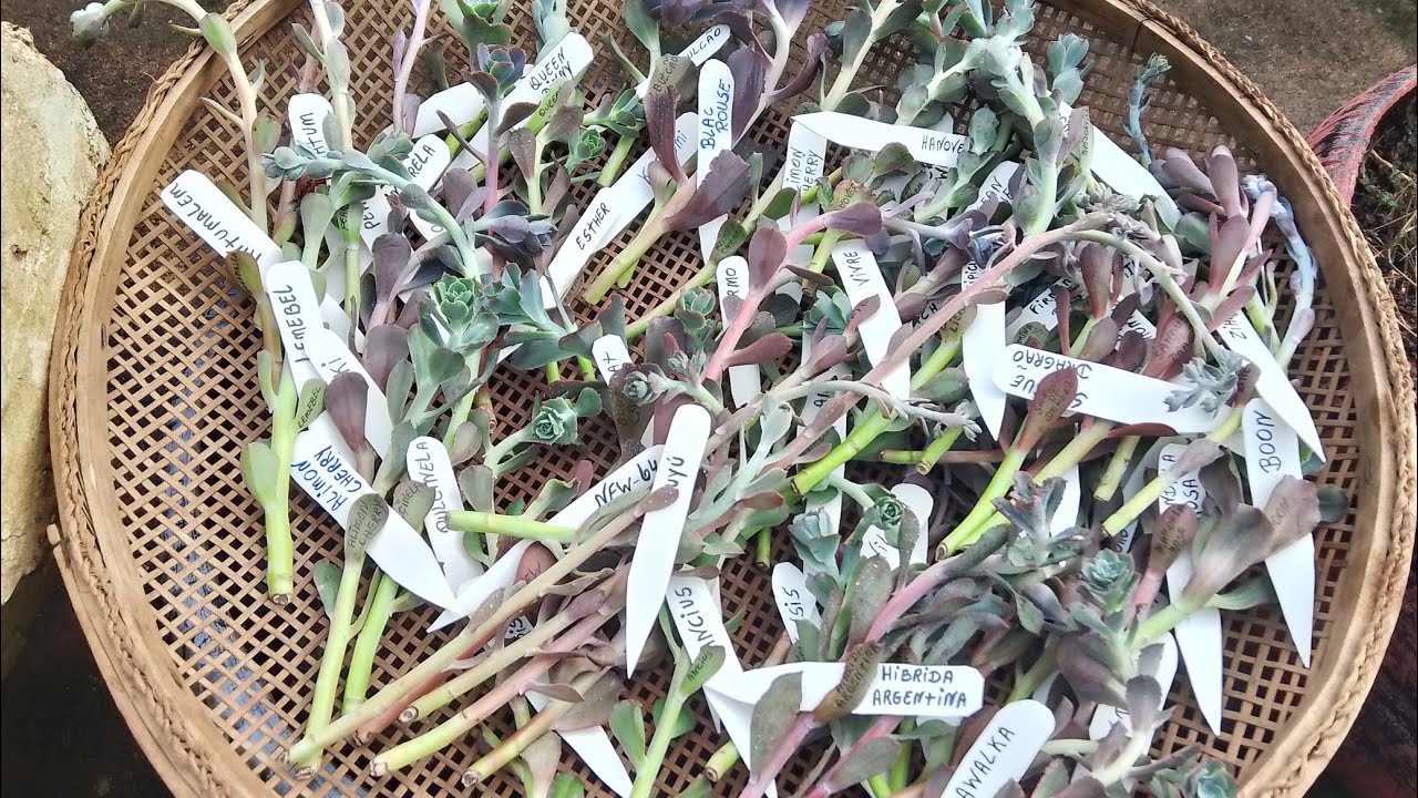 Plantando hastes florais das minhas Gibifloras 😍🙏