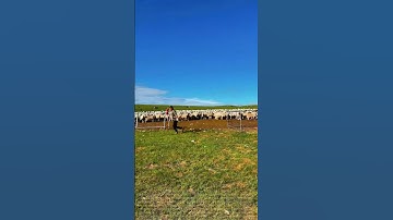 Grassland Sheep Pen Operation Record: The Art of Balancing Efficiency and Safety