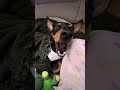 Tiny Chihuahua's Full Routine: Eat, Scratch, Sleep #Chihuahua #ASMR #CuteDog #PetASMR #DogEating