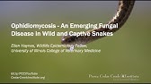 Snake Wrangler Has Never Been Bit While Catching Rattlesnakes In SoCal -  YouTube
