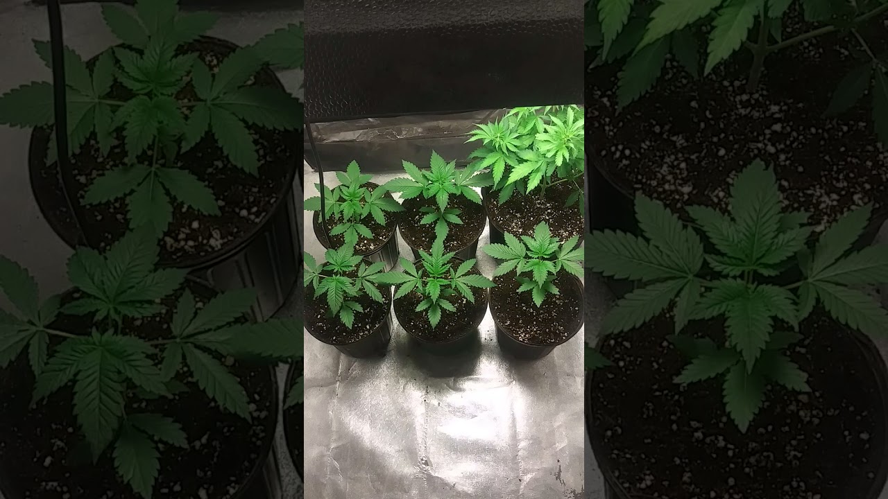 ILGM Girl Scout cookies extreme and Bruce Banner seeds