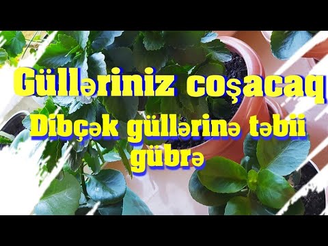 Gulleriniz coşacaq bu təbii gübrə ilə Bunları yeyin amma qabıqlarını atmayın möcüzəvi təbii gubre