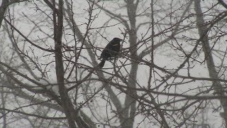 This unusually cold and snowy spring has thrown many of us for a loop.
we wondered how birds are dealing with the winter weather. does delay
migration? ...