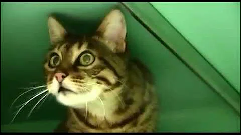 Video 6753251: bengal kitty, bengals gold, black bengal, meow