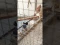 Beautiful Fancy Kabootar Dog Cat Aquarium Pets Fish Kabootar Birds Love 9122850139 Beautiful Fancy Kabootar Dog Cat Aquarium Pets Fish Kabootar Birds Love 9122850139