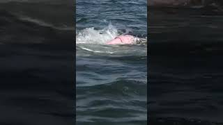 Whales Mating