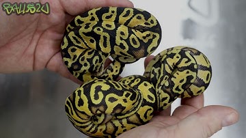 BASISMORF: Asfalt VS Gele buik