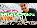 【多肉植物製作所】ストリクチフローラノヴァ販売致します！