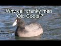 American Coots: NARRATED