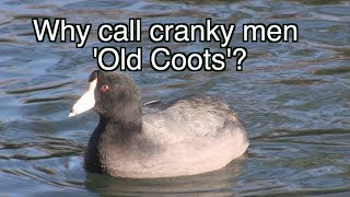 American Coots: NARRATED
