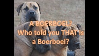 A Boerboel? Who told you THAT is a Boerboel?