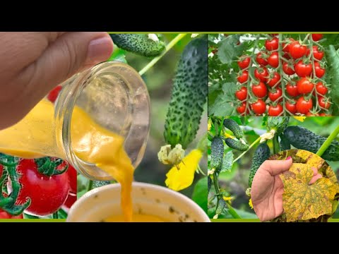 Video: Bolest rajčice. Kako se nositi s kasnom bojom na rajčici?