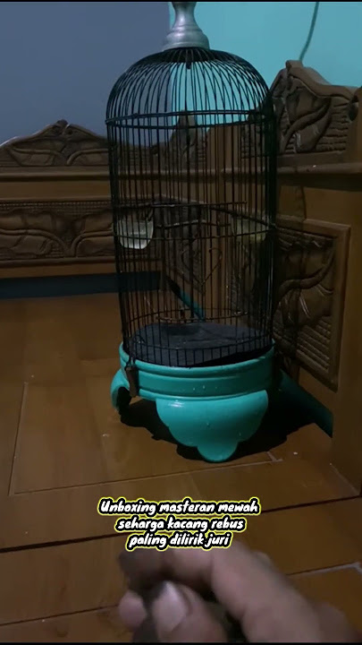 wow..!! cuma 20 ribu dapat masteran burung sebagus dan semewah ini