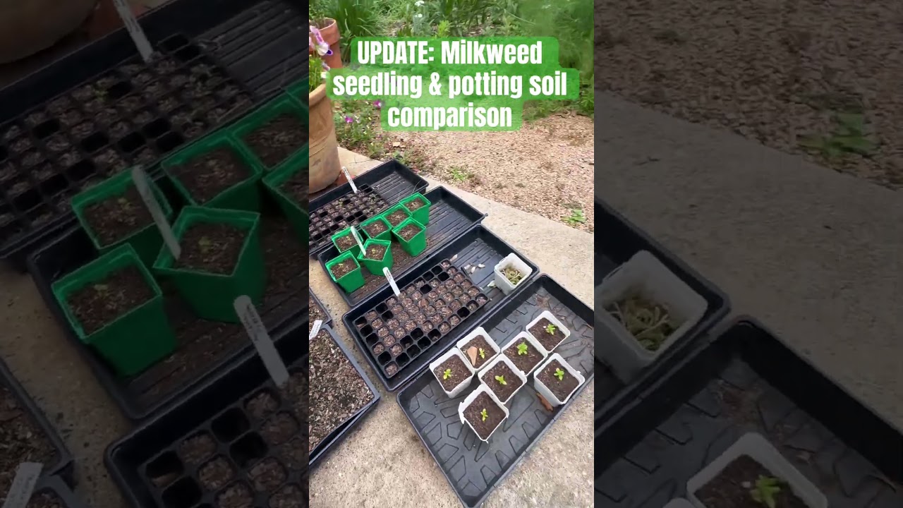 UPDATE on my milkweed seedlings— potting soil comparison. 