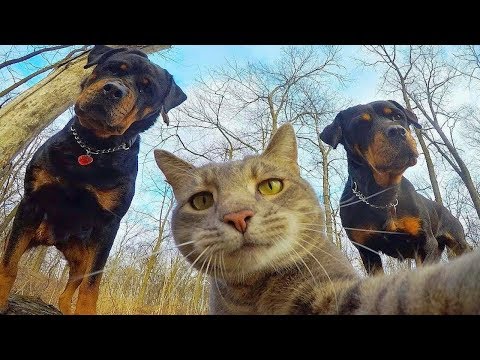 😁 Funniest 🐶 Dogs and 😻 Cats - Awesome Funny Pet Animals' Life Videos 😇