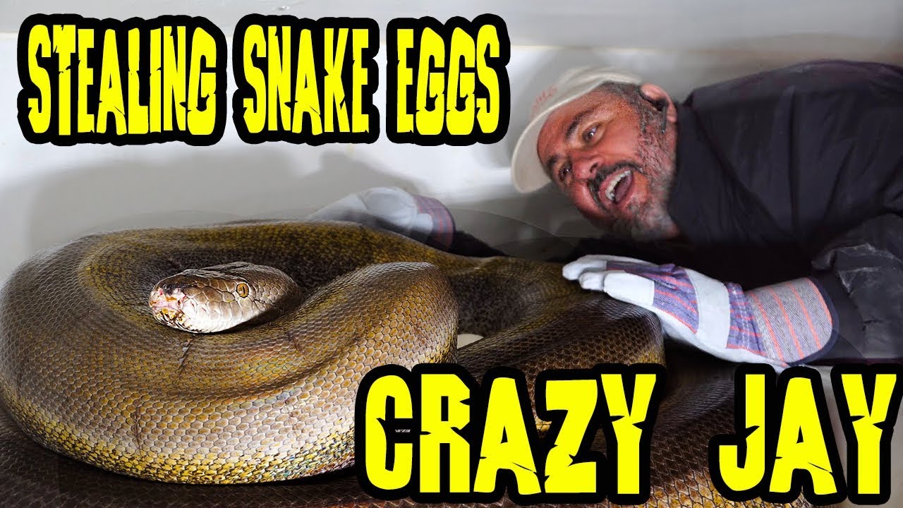 Those Giant Python Snake Eyes LOOKING AT ME AS I'M TAKING HER EGGS !