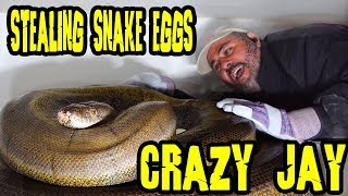 Those Giant Python Snake Eyes Looking At Me As Im Taking Her Eggs