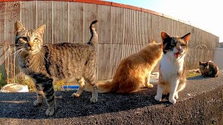 防波堤に三毛猫がいたのでナデナデするとゴロゴロと喜んで懐いてきた。そして他のもゾロゾロと集まる