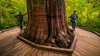 Grove of the Patriarchs - A Mt. Rainier National Park Adventure!