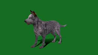 Australian Cattle Dog Breed  Queensland Heeler  #animals  #dog #nature #heeler #pet #3d #cattledogs