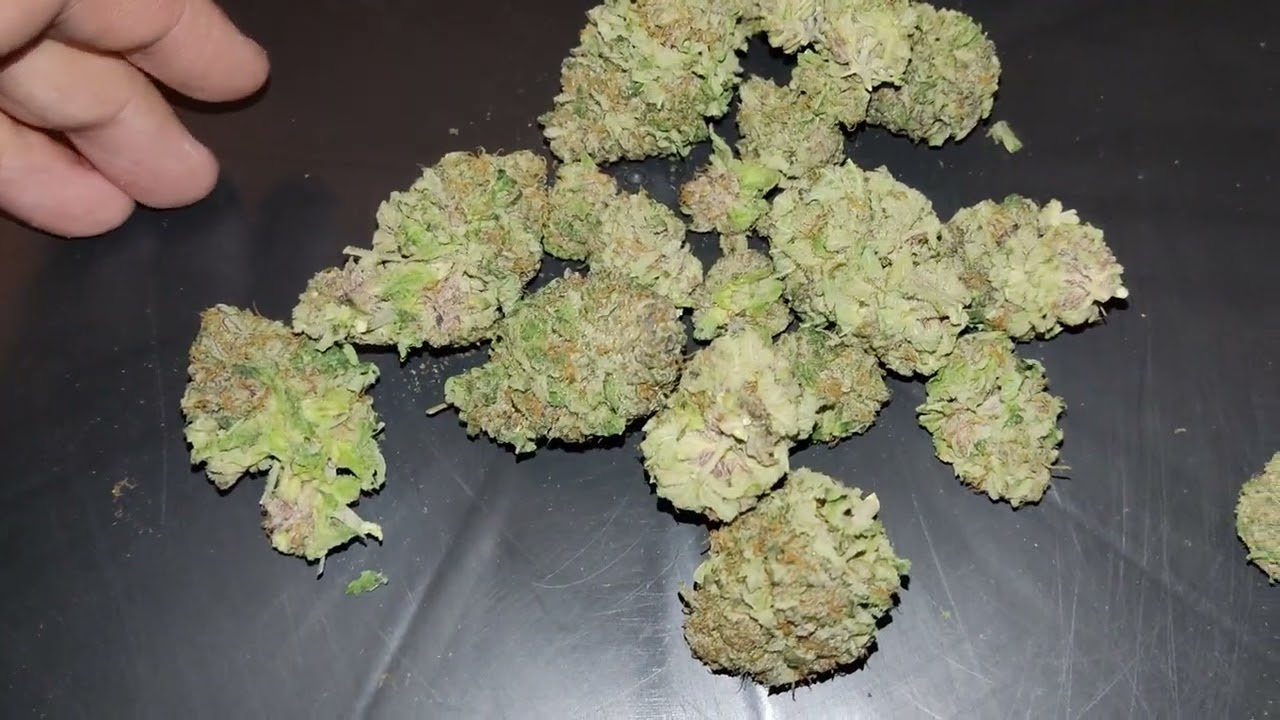 Mimosa X Orange Punch 