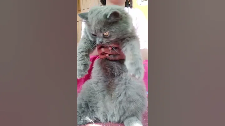 Video 11163351: russian blue persian cat, russian blue girl