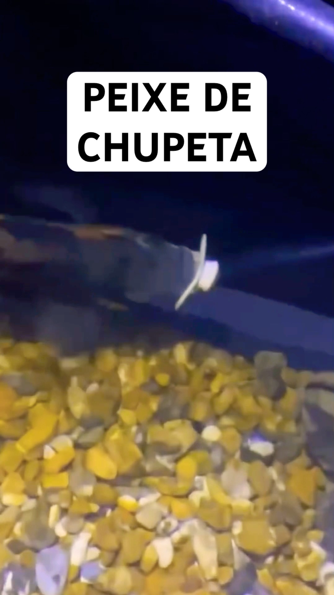 O PEIXE PEGOU A CHUPETA DO MENINO KKKK #shorts ANIMAIS ENGRAÇADOS