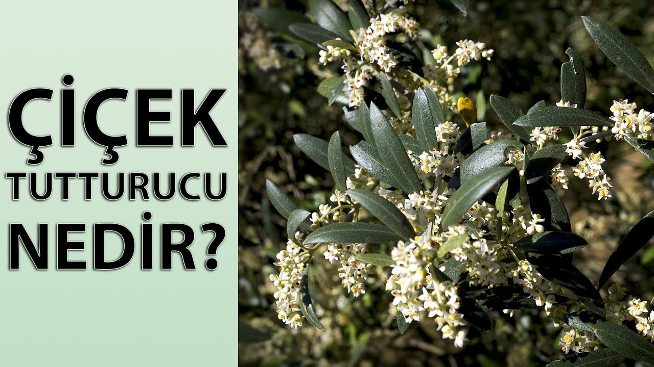 Zeytinde Çiçek Tutturucu ve Çiçek Öncesi Sulama